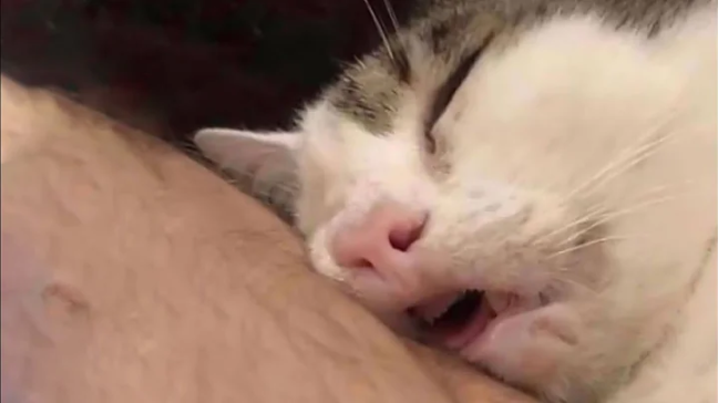 picture of a cat sleeping